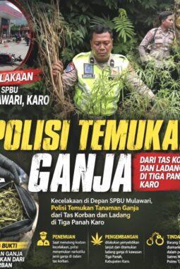 Kecelakaan di Depan SPBU Mulawari Berujung Temuan 10 Batang Tanaman Diduga Ganja